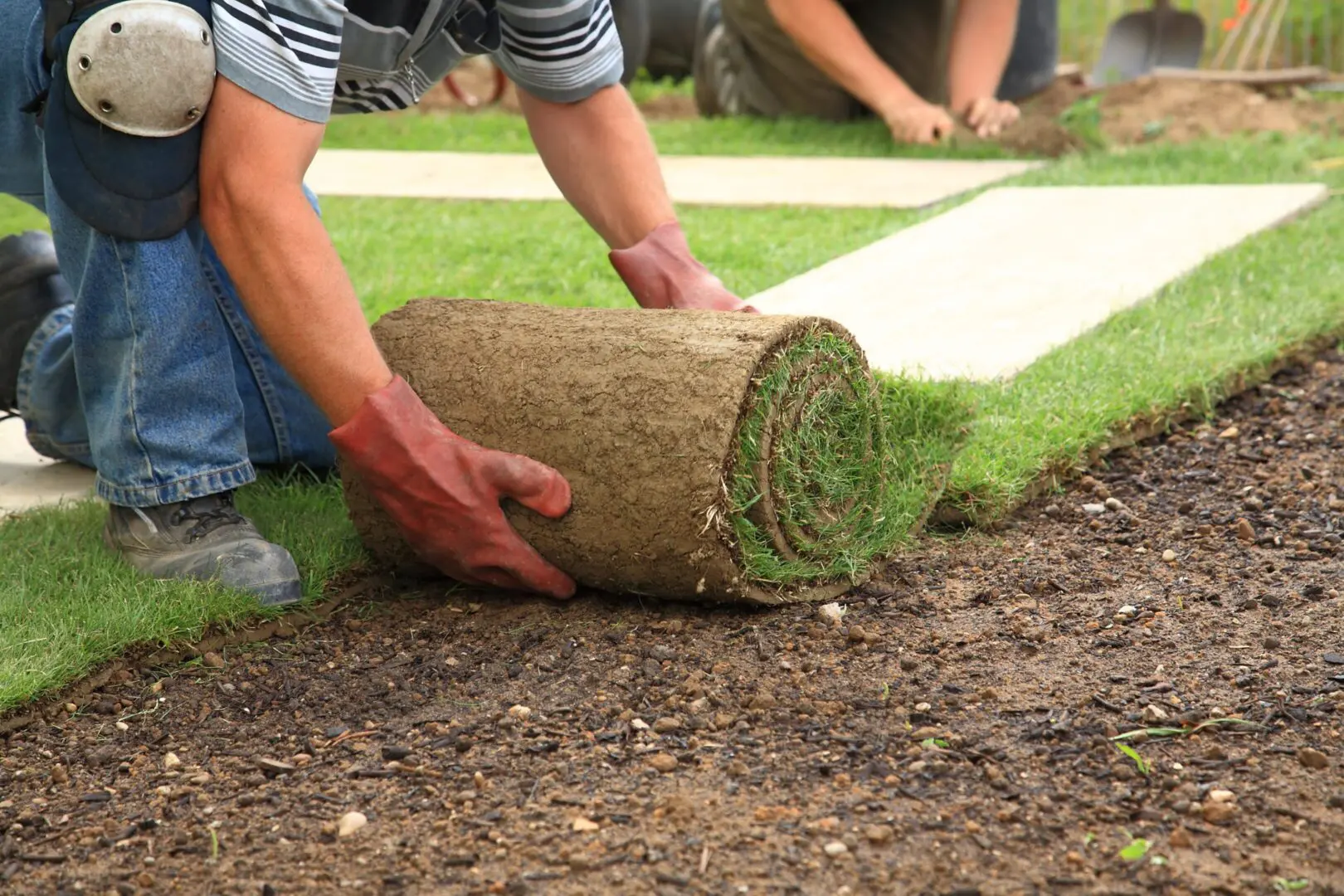 A person in jeans and gloves lays a roll of fresh sod on bare soil, preparing a lawn. The scene conveys manual labor and garden preparation.