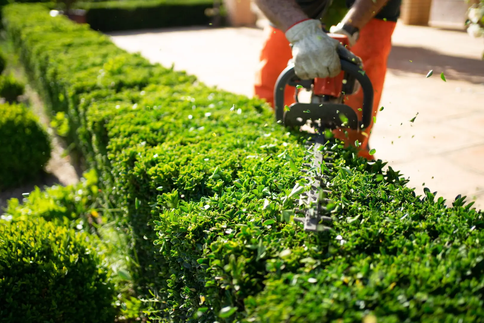 Gardener trimming a lush green hedge with an electric clipper, wearing gloves and orange pants. Leaves scatter, highlighting meticulous garden care.