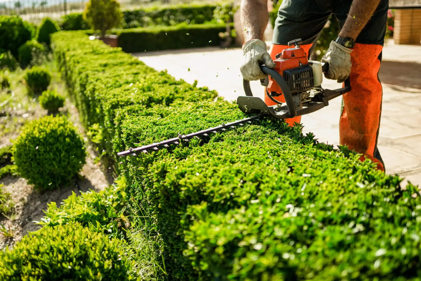 Person in orange work pants and gloves using a gas-powered hedge trimmer to trim a lush green hedge, with trimmed clippings visible.